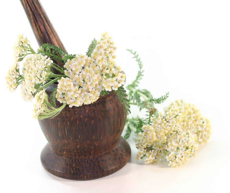 Yarrow is a medicinnal plant with many uses