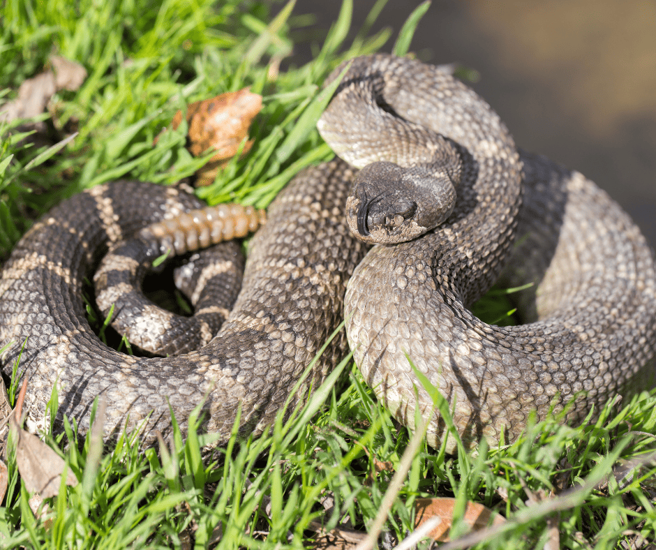 Northern Pacific Rattlesnakes is one of the venomous snakes in California