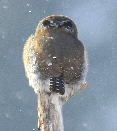 Eye spots on back of head of Northern Pygmy Owl