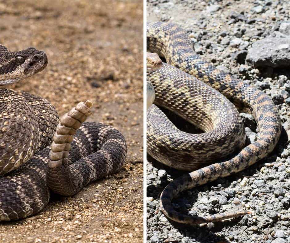 Southern Pacific Rattlesnake Tail vs Gopher Snake Tail
