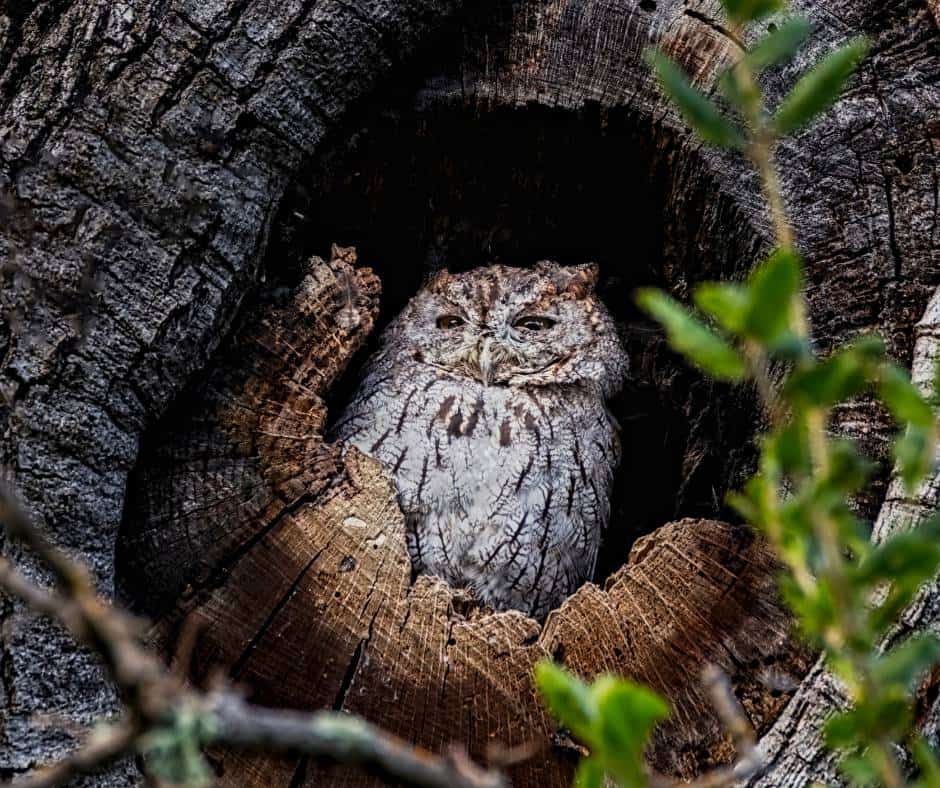 Nesting Western Screech Owl