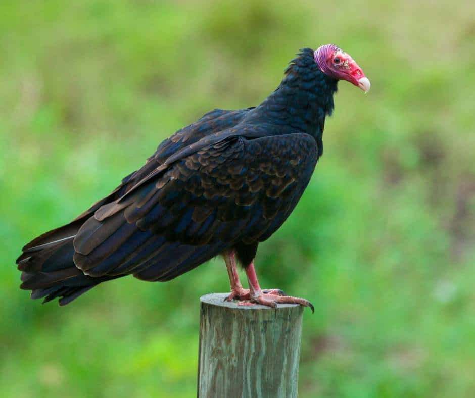 turkey vultures are common California Birds of Prey