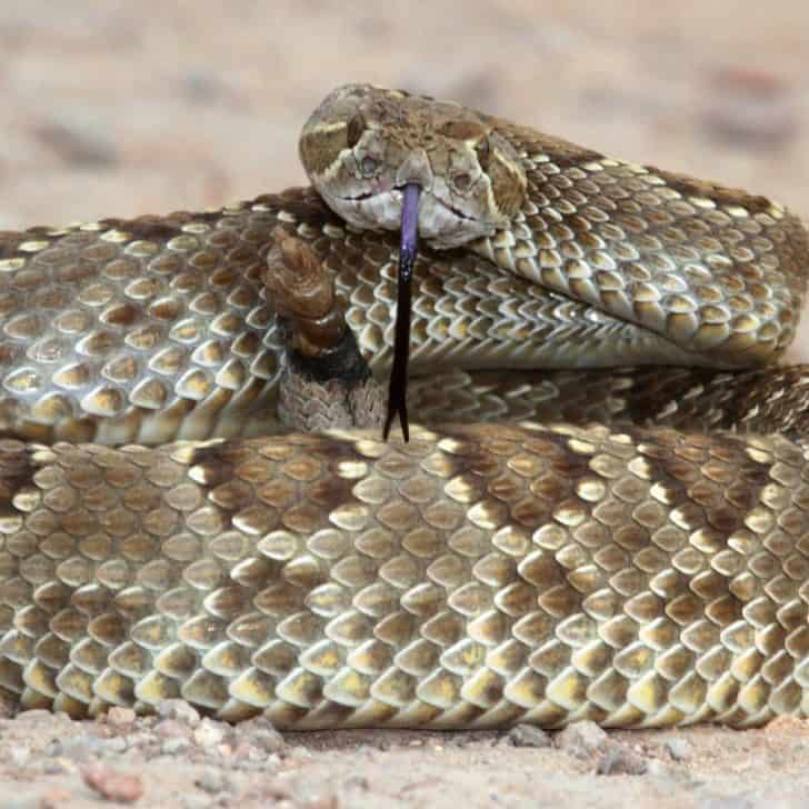12 Venomous Snakes in California