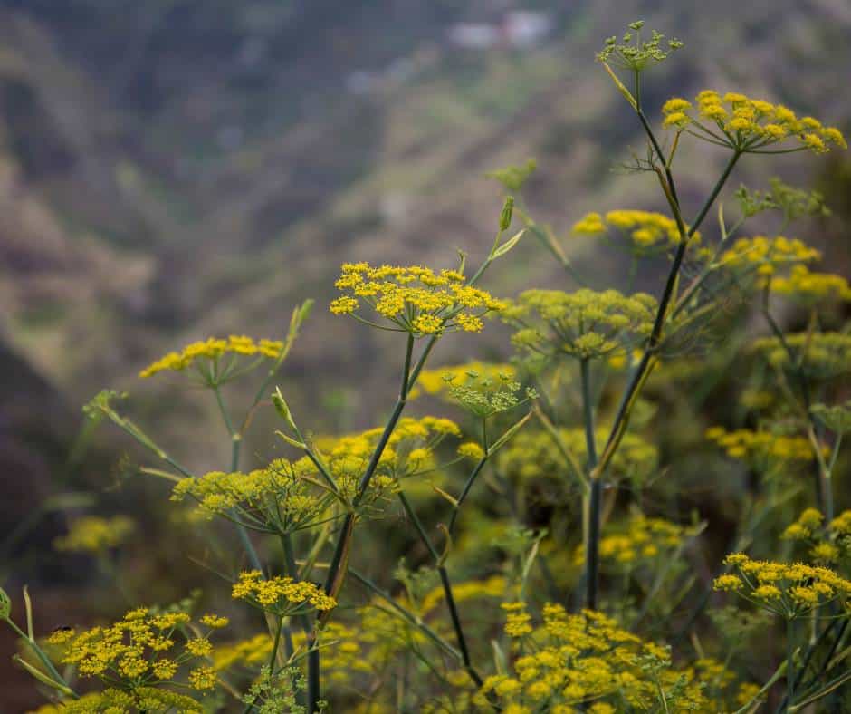 Fennel plant in the wild