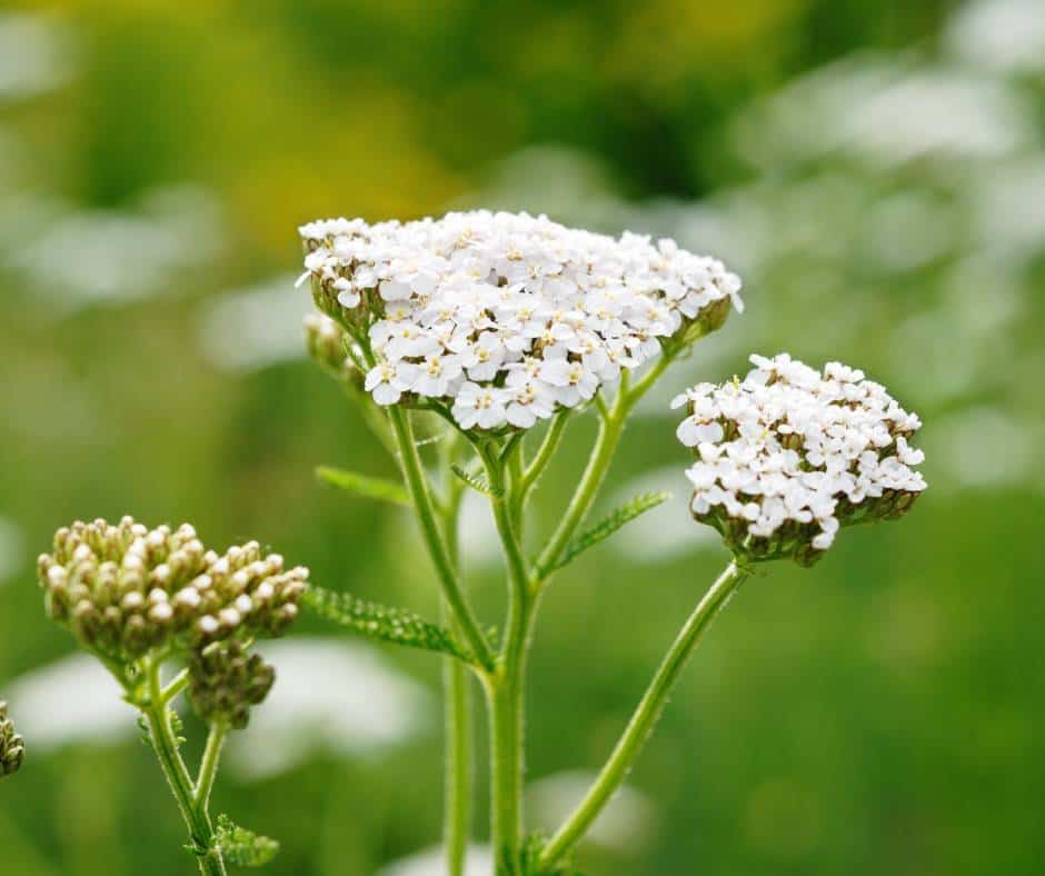 Yarrow is one of our favorite medicinal plants to forage