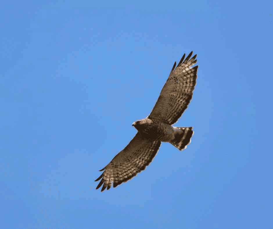 Borad Winged hawk