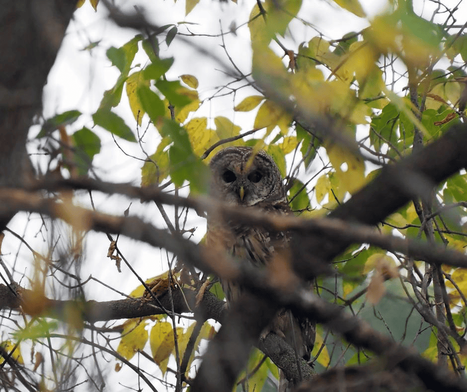 Northern Spotted Owl in the tree