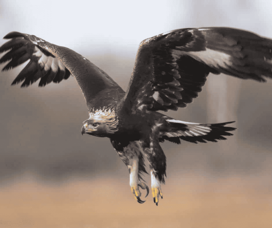Golden eagle in flight