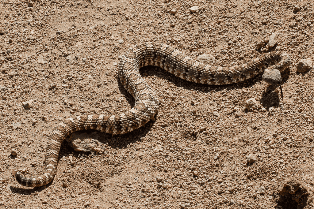 panamint Rattlesnake