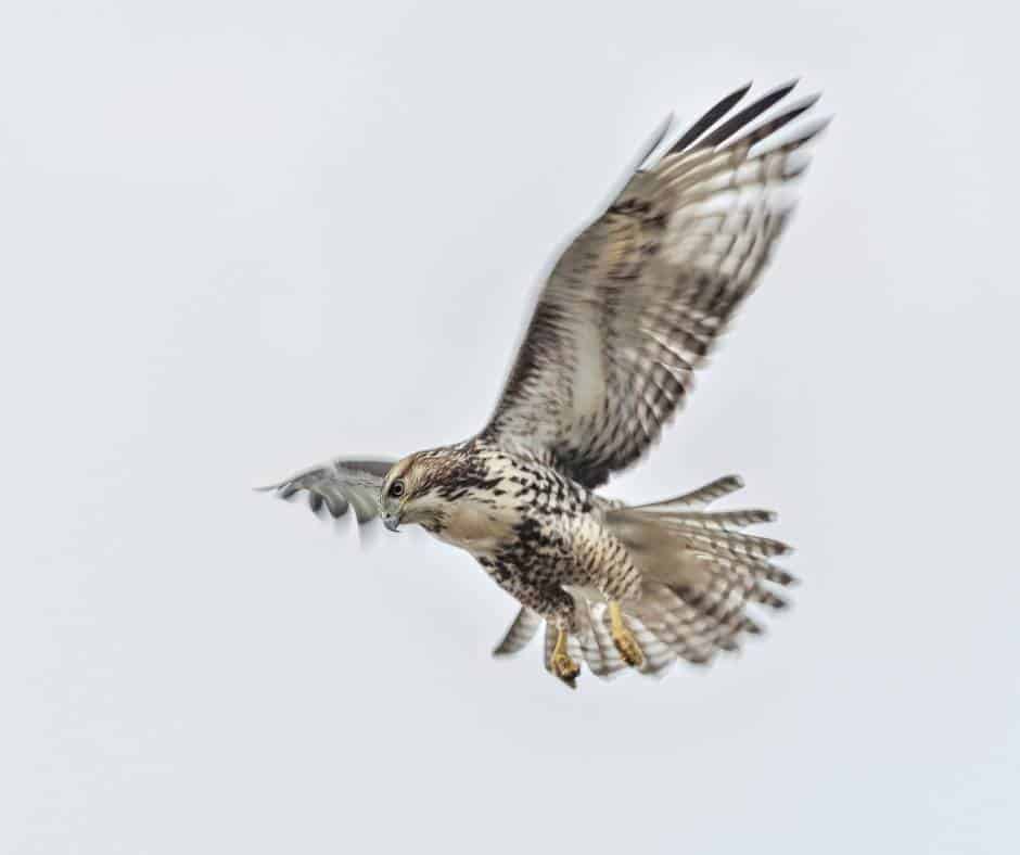 Rough legged hawk in flight