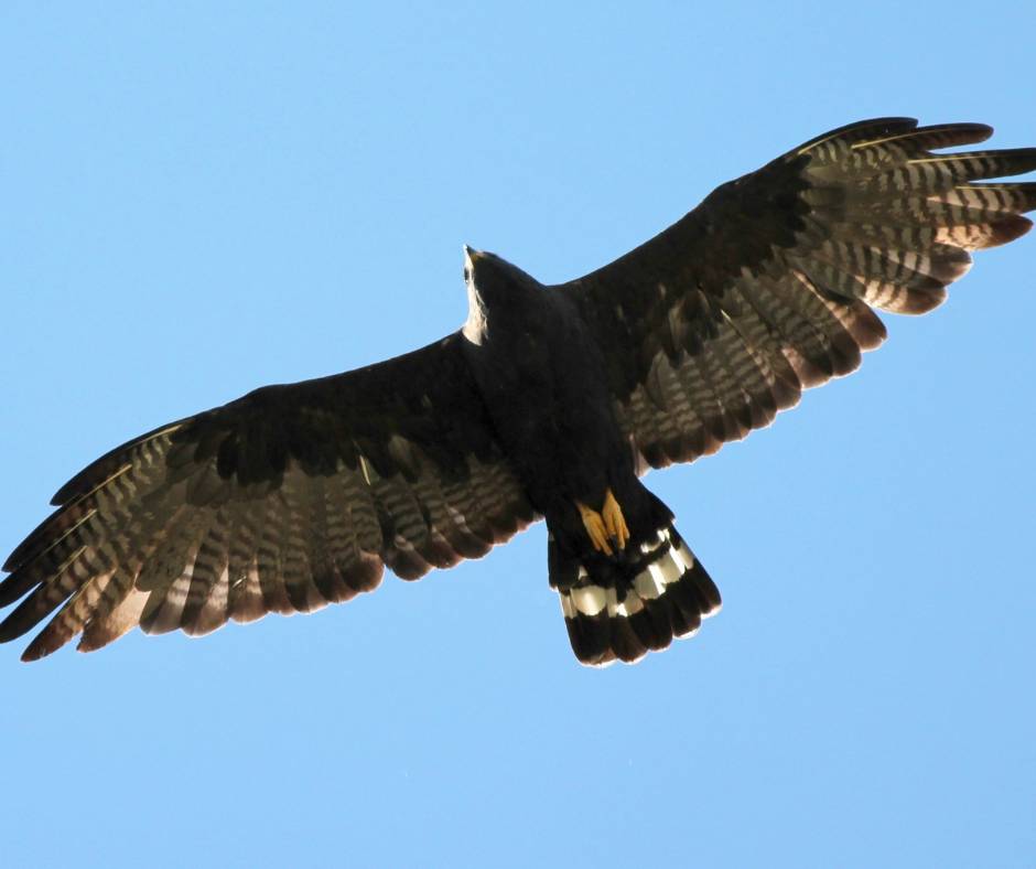 Zone-tailed hawk in flight