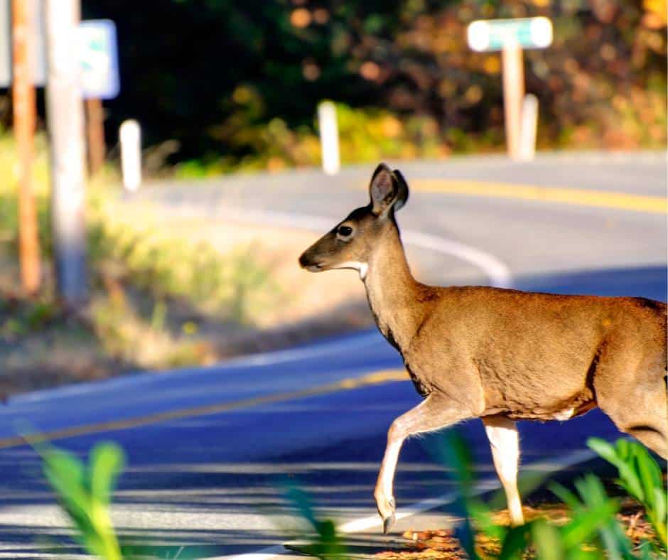 Deer are dangerous animals in California