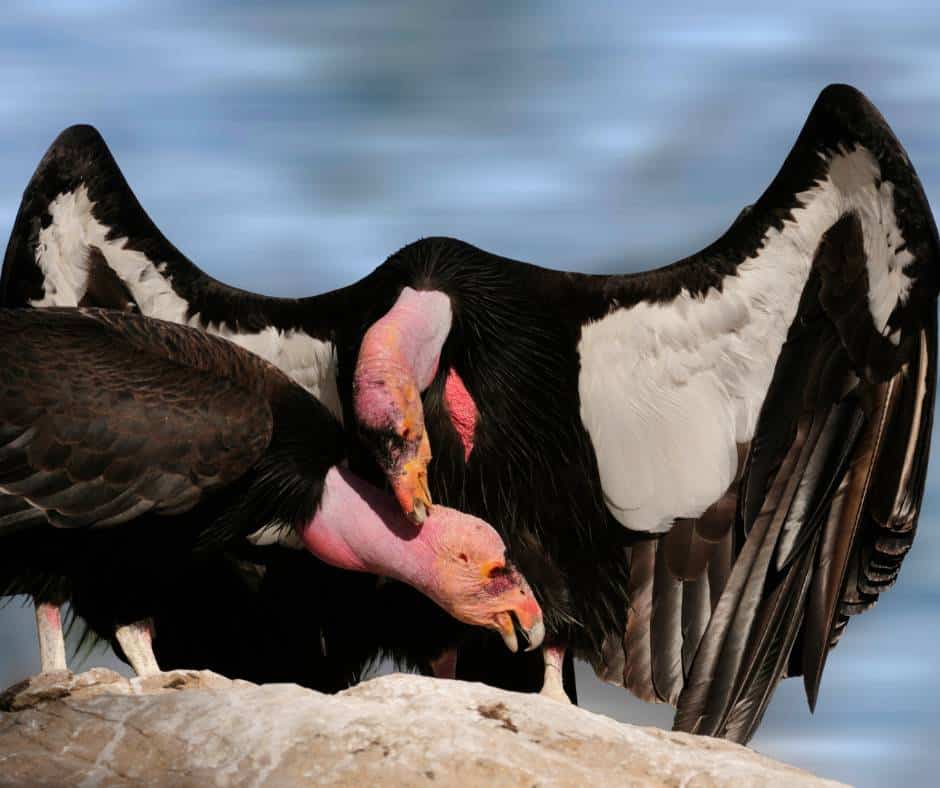California Condor