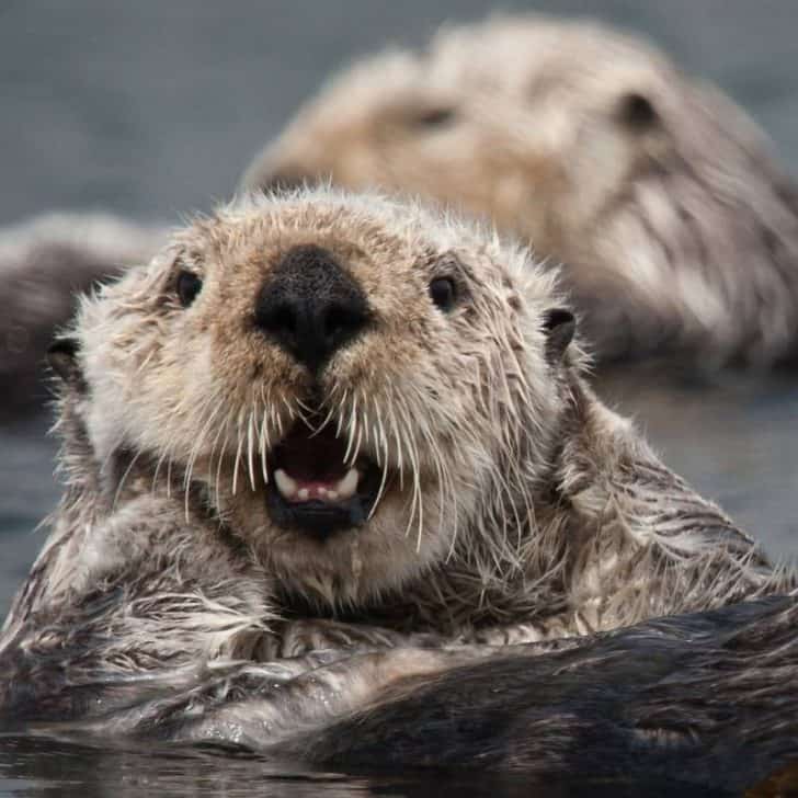 The 16 Best Places to See California Sea Otters + Plenty of Sea Otter Facts!
