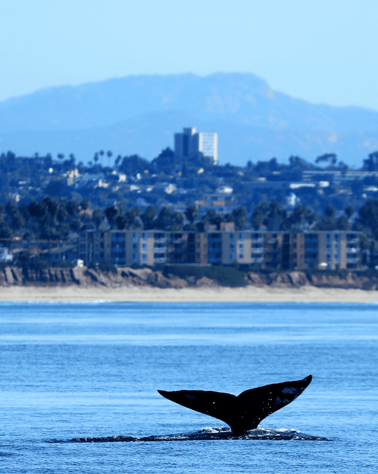 Whale Watching San Diego