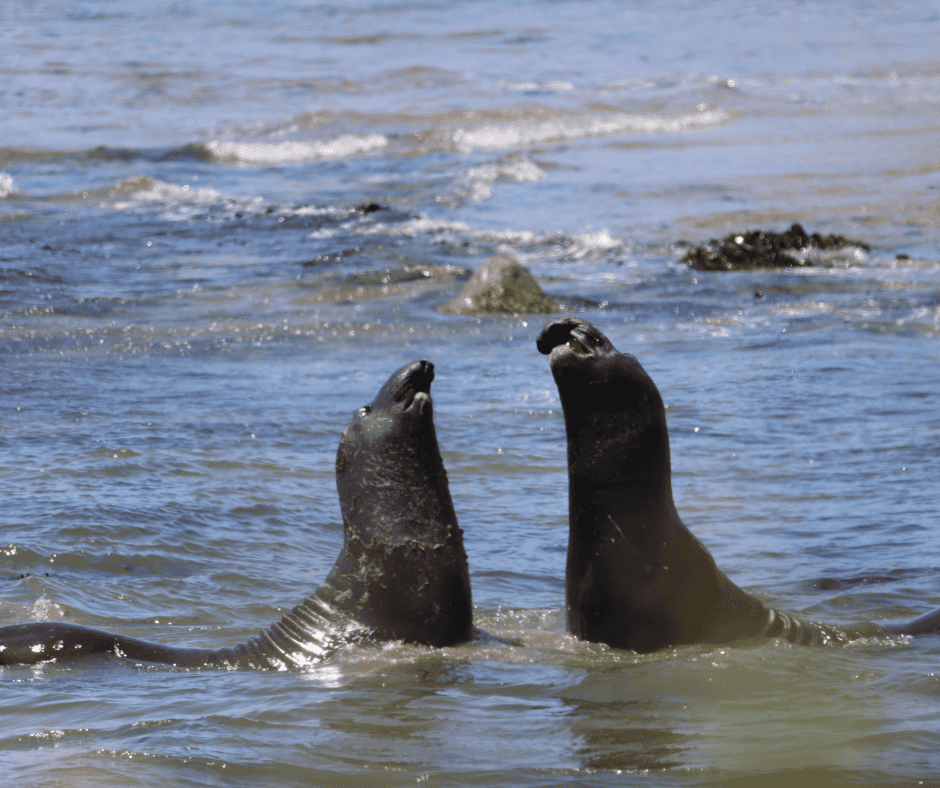 Elephant Seals at Ano Nuevo State Park