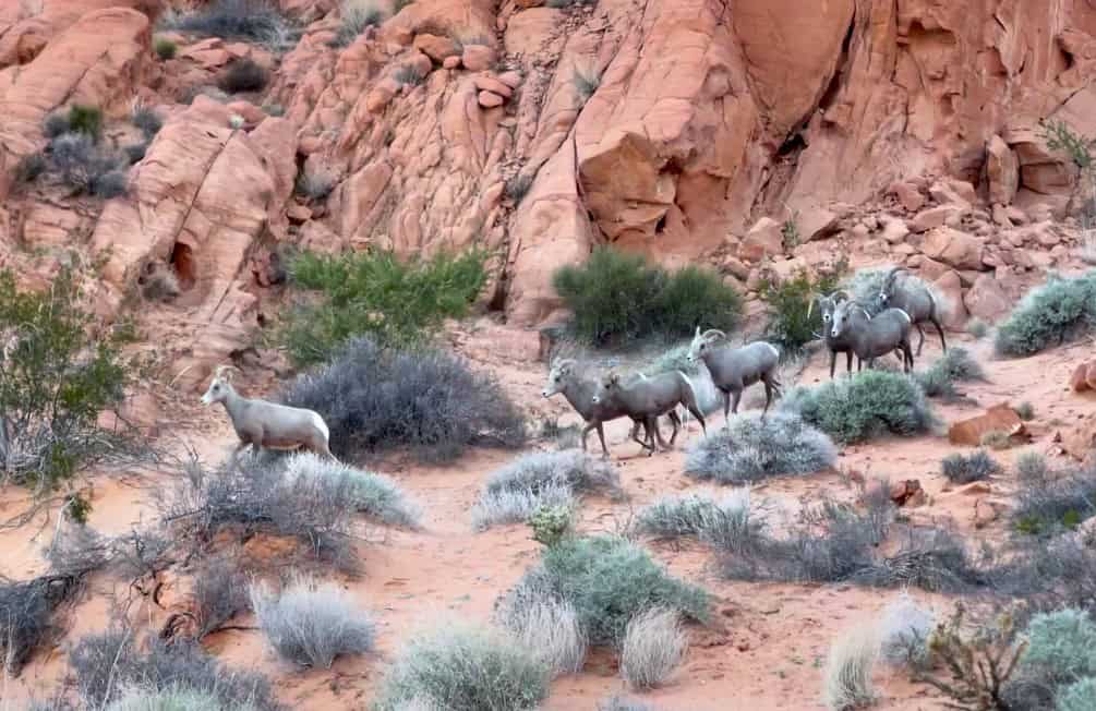 Valley of Fire Bighorn Sheep