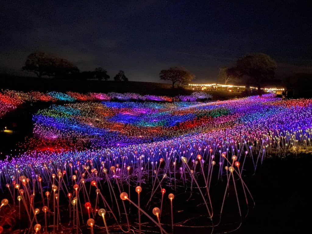 Field of lIght Paso Robles