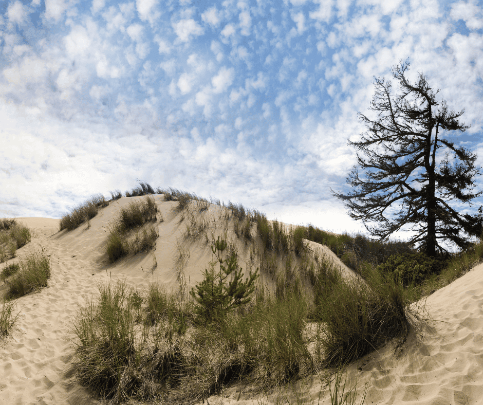 Oregon Dunes