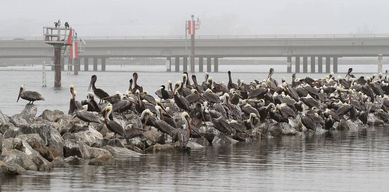 Moss Landing pelicans