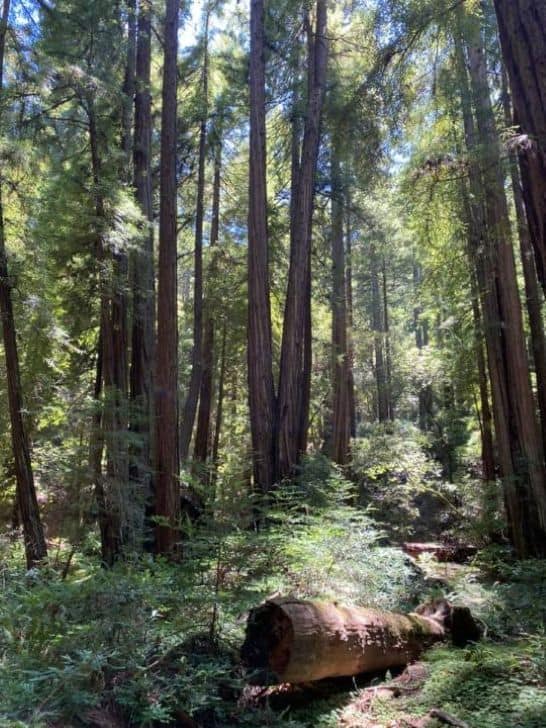 Muir Woods is one of the classic day trips from San Francisco