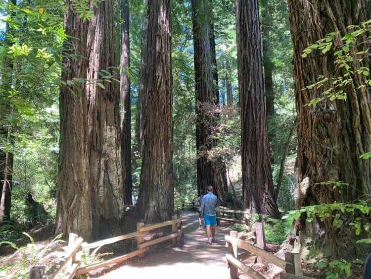Muir Woods pathway