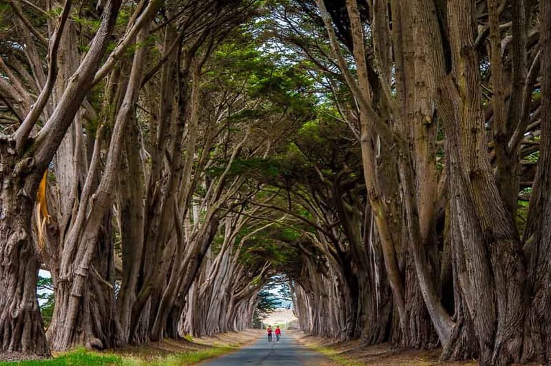 
Cypress Tree Tunnel in Popint Reyes